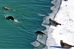 Президиум Российской экологической академии поддержал инициативу создания Центра изучения реабилитации каспийского тюленя в Махачкале